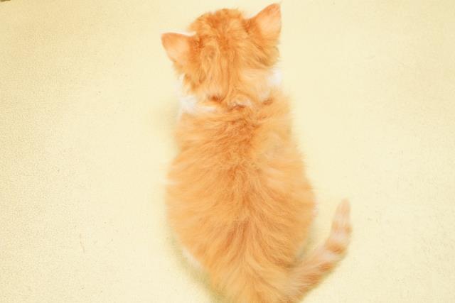 愛知県のノルウェージャンフォレストキャット (Coo&RIKU豊田店/2025年12月9日生まれ/女の子/レッドタビーホワイト)の子猫の4枚目の画像