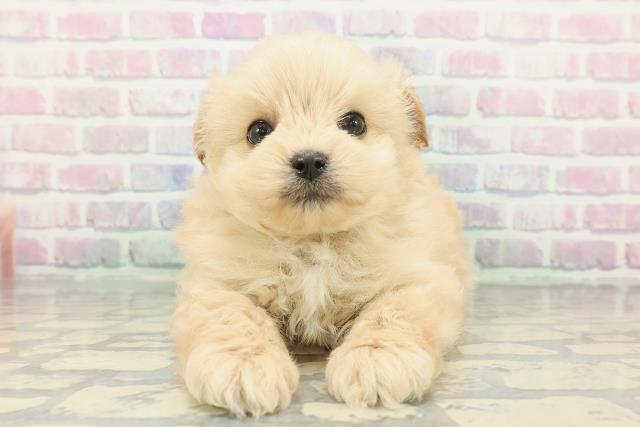 神奈川県のポメプー(ポメラニアン×プードル) (Coo&RIKUパウ川崎店/2025年12月8日生まれ/男の子/アプリコット)の子犬の1枚目の画像