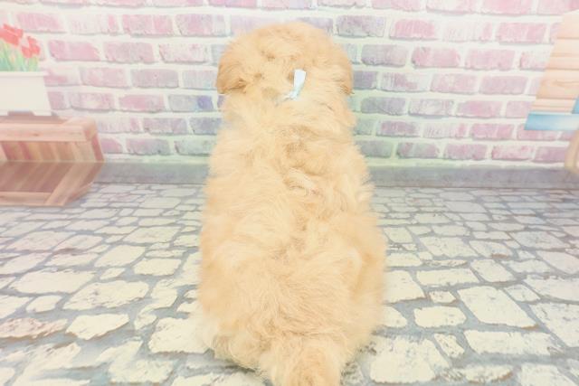 神奈川県のポメプー(ポメラニアン×プードル) (Coo&RIKUパウ川崎店/2025年12月8日生まれ/男の子/アプリコット)の子犬の4枚目の画像