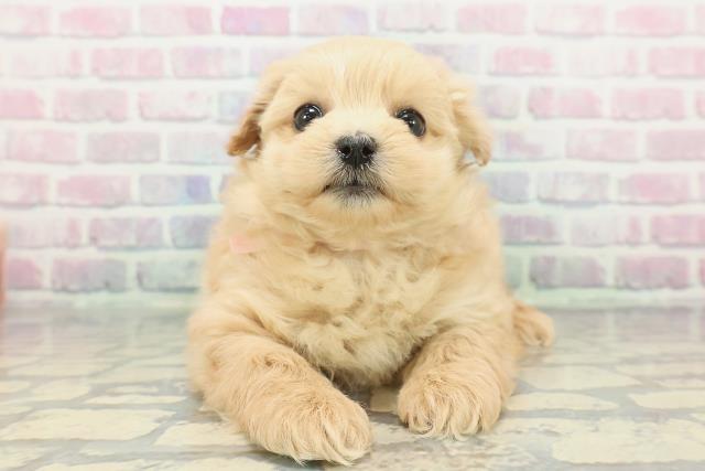 埼玉県のポメプー(ポメラニアン×プードル) (Coo&RIKU所沢店/2025年12月8日生まれ/女の子/アプリコット)の子犬の1枚目の画像