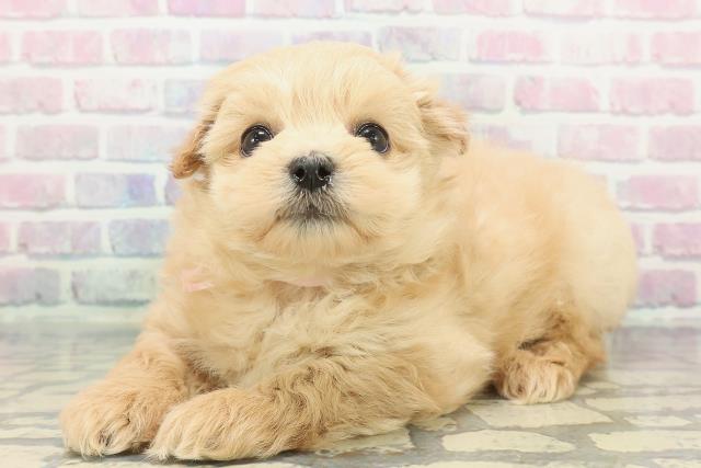 埼玉県のポメプー(ポメラニアン×プードル) (Coo&RIKU所沢店/2025年12月8日生まれ/女の子/アプリコット)の子犬の2枚目の画像