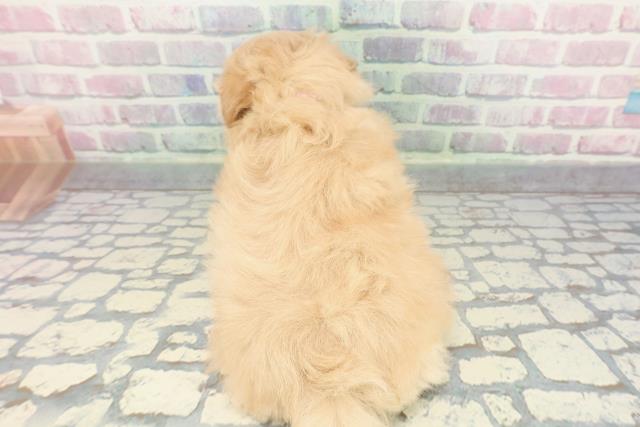 埼玉県のポメプー(ポメラニアン×プードル) (Coo&RIKU所沢店/2025年12月8日生まれ/女の子/アプリコット)の子犬の4枚目の画像