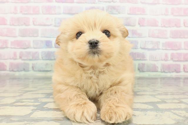 千葉県のポメプー(ポメラニアン×プードル) (Coo&RIKU流山店/2025年12月8日生まれ/女の子/アプリコット)の子犬の1枚目の画像