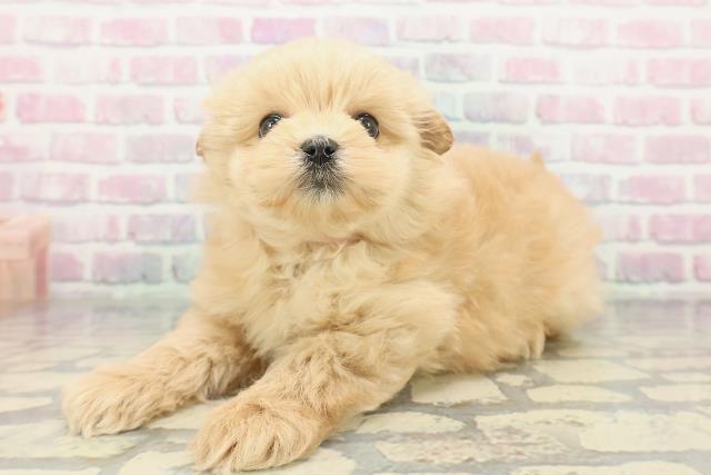 千葉県のポメプー(ポメラニアン×プードル) (Coo&RIKU流山店/2025年12月8日生まれ/女の子/アプリコット)の子犬の2枚目の画像