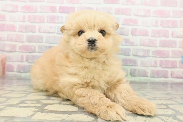 千葉県のポメプー(ポメラニアン×プードル) (Coo&RIKU流山店/2025年12月8日生まれ/女の子/アプリコット)の子犬の3枚目の画像