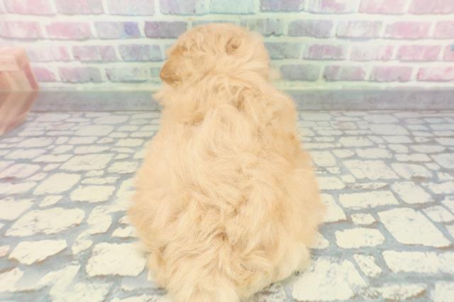 千葉県のポメプー(ポメラニアン×プードル) (Coo&RIKU流山店/2025年12月8日生まれ/女の子/アプリコット)の子犬の4枚目の画像