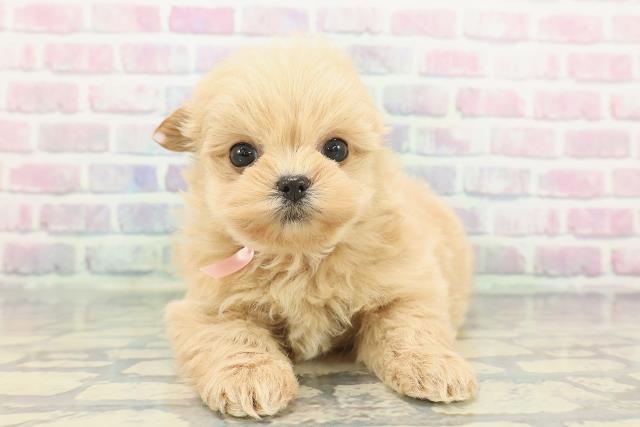 東京都のポメプー(ポメラニアン×プードル) (Coo&RIKU新小岩店/2025年12月8日生まれ/女の子/アプリコット)の子犬の1枚目の画像