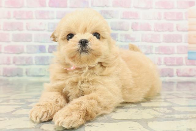 東京都のポメプー(ポメラニアン×プードル) (Coo&RIKU新小岩店/2025年12月8日生まれ/女の子/アプリコット)の子犬の2枚目の画像