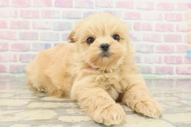 東京都のポメプー(ポメラニアン×プードル) (Coo&RIKU新小岩店/2025年12月8日生まれ/女の子/アプリコット)の子犬の3枚目の画像