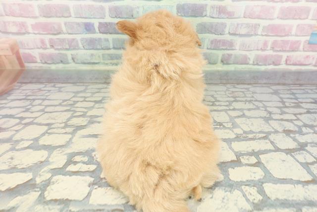 東京都のポメプー(ポメラニアン×プードル) (Coo&RIKU新小岩店/2025年12月8日生まれ/女の子/アプリコット)の子犬の4枚目の画像
