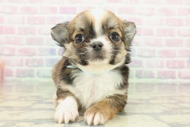 チワワ（ロングコート）