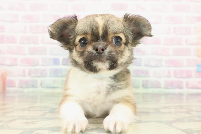 チワワ（ロングコート）