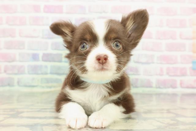 チワワ（ロングコート）