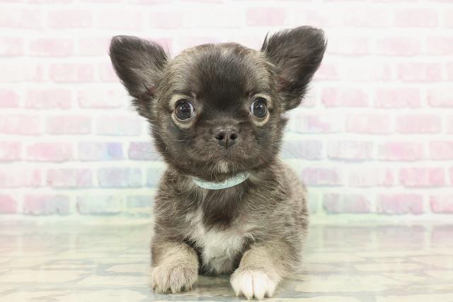 チワワ（ロングコート）