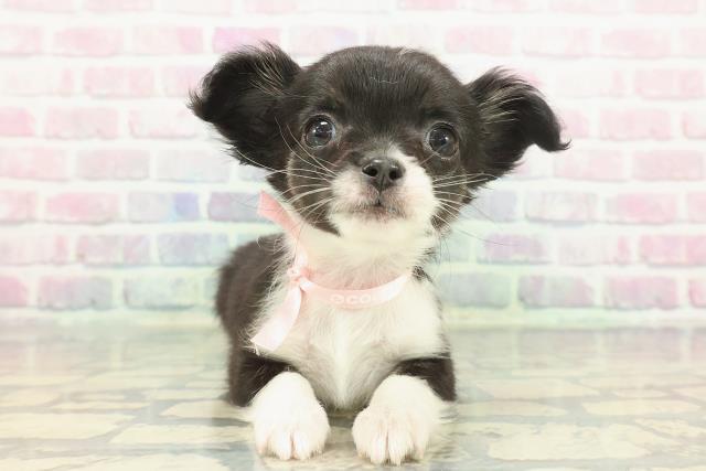 チワワ（ロングコート）