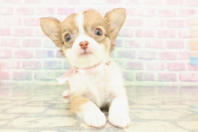 チワワ（ロングコート）