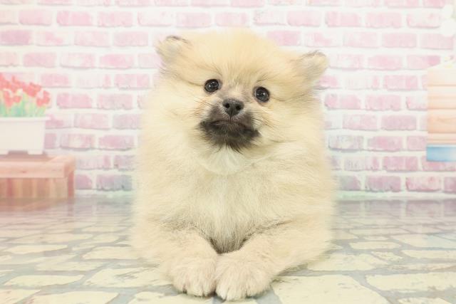 茨城県のポメラニアン (Coo&RIKU水戸店/2025年12月5日生まれ/男の子/クリームセーブル)の子犬の1枚目の画像