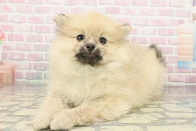 茨城県のポメラニアン (Coo&RIKU水戸店/2025年12月5日生まれ/男の子/クリームセーブル)の子犬の2枚目の画像