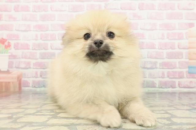茨城県のポメラニアン (Coo&RIKU水戸店/2025年12月5日生まれ/男の子/クリームセーブル)の子犬の3枚目の画像
