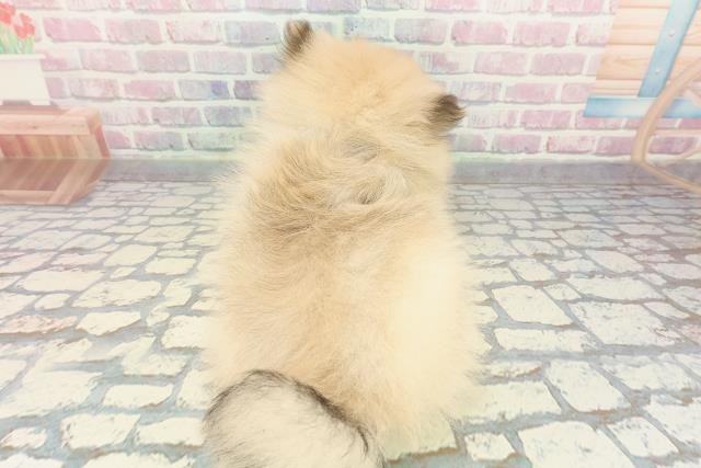 茨城県のポメラニアン (Coo&RIKU水戸店/2025年12月5日生まれ/男の子/クリームセーブル)の子犬の4枚目の画像