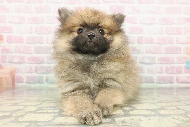 神奈川県のポメラニアン (Coo&RIKU藤沢店/2025年12月5日生まれ/男の子/オレンジ)の子犬の1枚目の画像