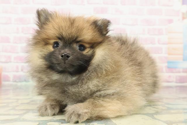 神奈川県のポメラニアン (Coo&RIKU藤沢店/2025年12月5日生まれ/男の子/オレンジ)の子犬の2枚目の画像