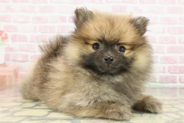 神奈川県のポメラニアン (Coo&RIKU藤沢店/2025年12月5日生まれ/男の子/オレンジ)の子犬の3枚目の画像