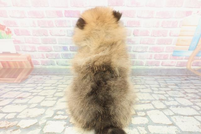 神奈川県のポメラニアン (Coo&RIKU藤沢店/2025年12月5日生まれ/男の子/オレンジ)の子犬の4枚目の画像