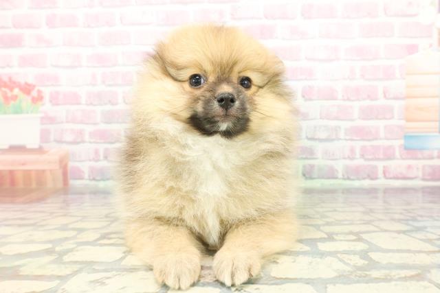 栃木県のポメラニアン (Coo&RIKUイオンタウン佐野店/2025年12月5日生まれ/女の子/オレンジ)の子犬の1枚目の画像