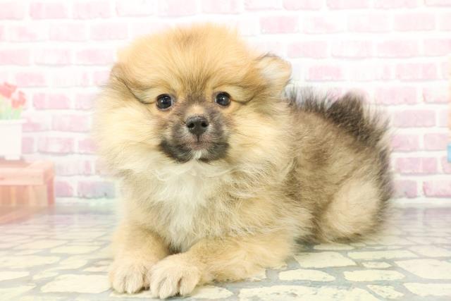 栃木県のポメラニアン (Coo&RIKUイオンタウン佐野店/2025年12月5日生まれ/女の子/オレンジ)の子犬の2枚目の画像