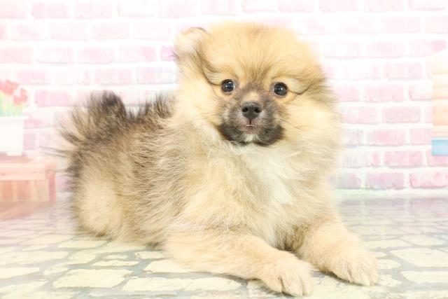 栃木県のポメラニアン (Coo&RIKUイオンタウン佐野店/2025年12月5日生まれ/女の子/オレンジ)の子犬の3枚目の画像