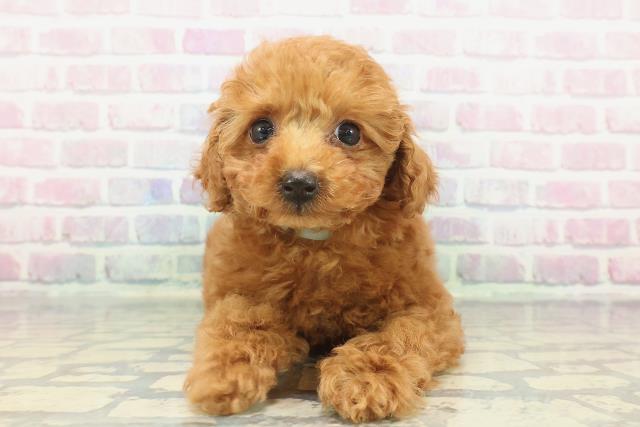 東京都のトイプードル(トイ) (Coo&RIKU練馬店/2025年12月5日生まれ/男の子/レッド)の子犬