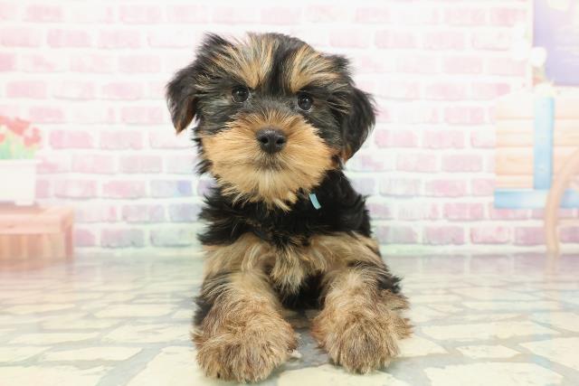 埼玉県のヨークシャーテリア (Coo&RIKUアニマルケアセンター大宮/2025年12月7日生まれ/男の子/スチールブルータン)の子犬の1枚目の画像