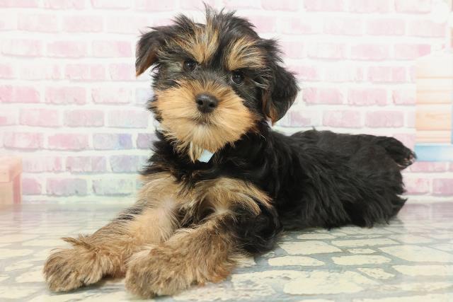 埼玉県のヨークシャーテリア (Coo&RIKUアニマルケアセンター大宮/2025年12月7日生まれ/男の子/スチールブルータン)の子犬の2枚目の画像