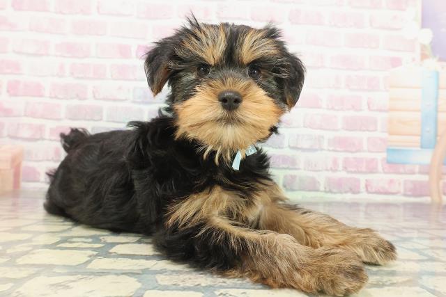 埼玉県のヨークシャーテリア (Coo&RIKUアニマルケアセンター大宮/2025年12月7日生まれ/男の子/スチールブルータン)の子犬の3枚目の画像