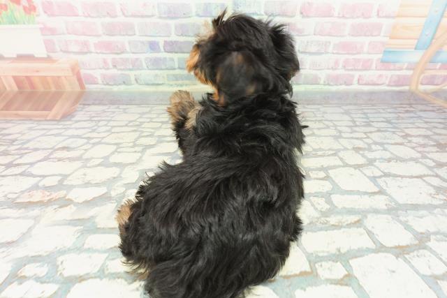 埼玉県のヨークシャーテリア (Coo&RIKUアニマルケアセンター大宮/2025年12月7日生まれ/男の子/スチールブルータン)の子犬の4枚目の画像