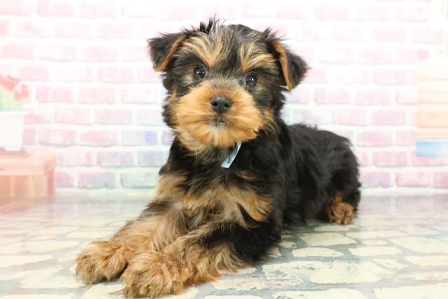 神奈川県のヨークシャーテリア (Coo&RIKU横浜港南台店/2025年12月7日生まれ/男の子/スチールブルータン)の子犬の2枚目の画像