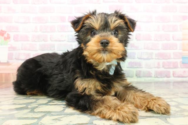 神奈川県のヨークシャーテリア (Coo&RIKU横浜港南台店/2025年12月7日生まれ/男の子/スチールブルータン)の子犬の3枚目の画像