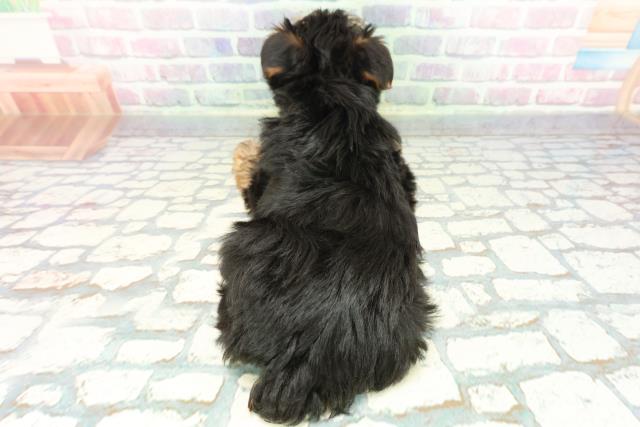 神奈川県のヨークシャーテリア (Coo&RIKU横浜港南台店/2025年12月7日生まれ/男の子/スチールブルータン)の子犬の4枚目の画像