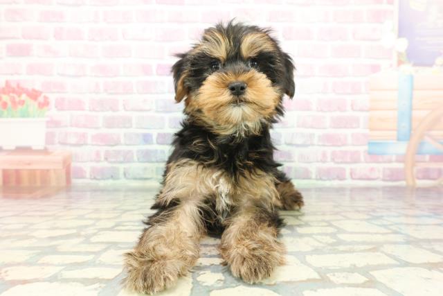 神奈川県のヨークシャーテリア (Coo&RIKU秦野店/2025年12月7日生まれ/男の子/スチールブルータン)の子犬の1枚目の画像