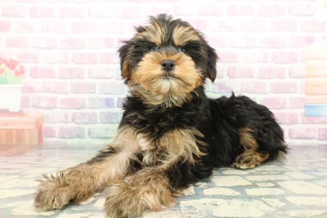 神奈川県のヨークシャーテリア (Coo&RIKU秦野店/2025年12月7日生まれ/男の子/スチールブルータン)の子犬の2枚目の画像