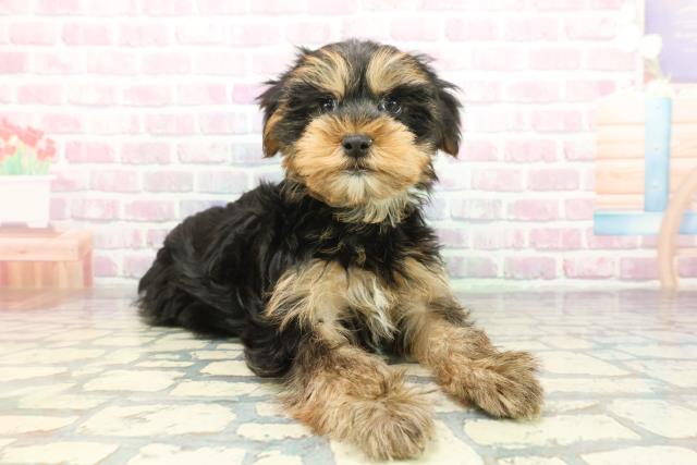 神奈川県のヨークシャーテリア (Coo&RIKU秦野店/2025年12月7日生まれ/男の子/スチールブルータン)の子犬の3枚目の画像