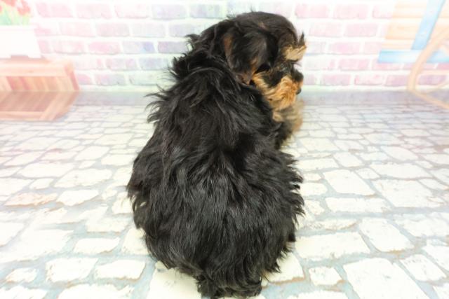 神奈川県のヨークシャーテリア (Coo&RIKU秦野店/2025年12月7日生まれ/男の子/スチールブルータン)の子犬の4枚目の画像