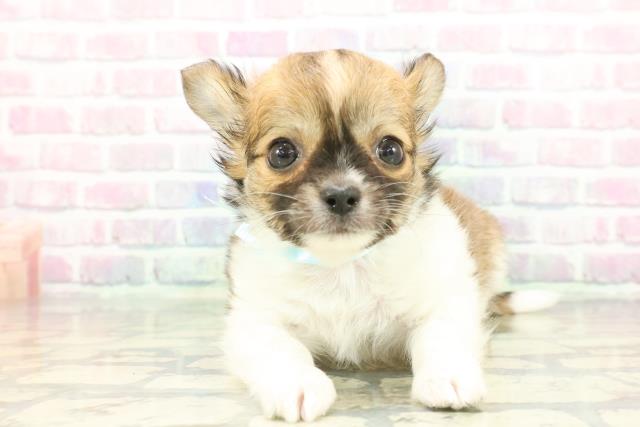 チワワ（ロングコート）