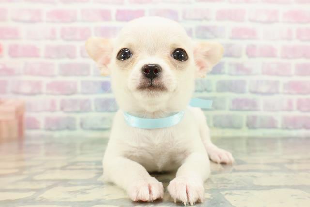 東京都のチワワ(スムース) (Coo&RIKU新小岩店/2025年12月8日生まれ/男の子/ホワイトクリーム)の子犬の1枚目の画像