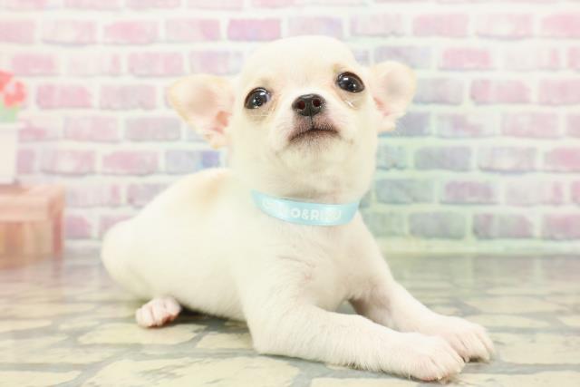 東京都のチワワ(スムース) (Coo&RIKU新小岩店/2025年12月8日生まれ/男の子/ホワイトクリーム)の子犬の3枚目の画像