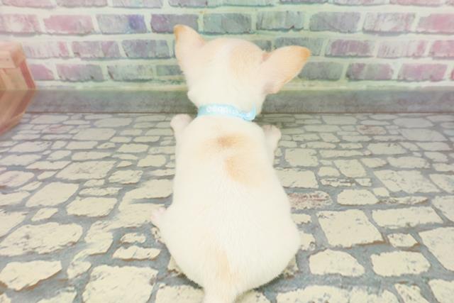 東京都のチワワ(スムース) (Coo&RIKU新小岩店/2025年12月8日生まれ/男の子/ホワイトクリーム)の子犬の4枚目の画像