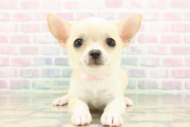 東京都のチワワ(スムース) (Coo&RIKU三軒茶屋店/2025年12月8日生まれ/女の子/クリームホワイト)の子犬の1枚目の画像