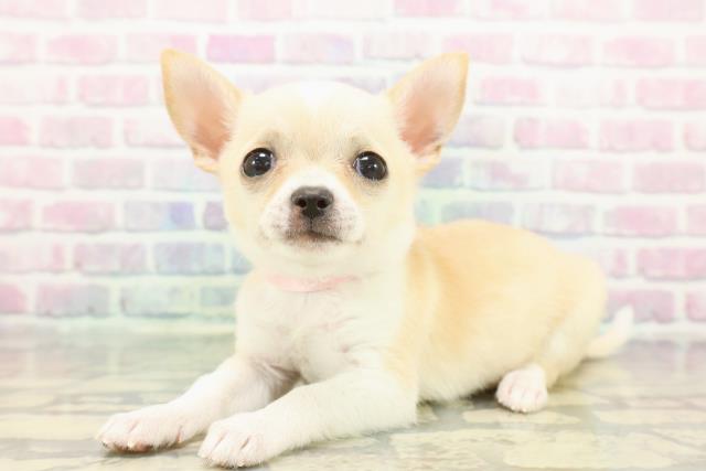 東京都のチワワ(スムース) (Coo&RIKU三軒茶屋店/2025年12月8日生まれ/女の子/クリームホワイト)の子犬の2枚目の画像