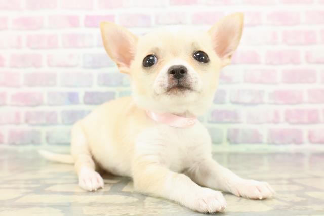 東京都のチワワ(スムース) (Coo&RIKU三軒茶屋店/2025年12月8日生まれ/女の子/クリームホワイト)の子犬の3枚目の画像